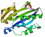 Chloride Channel Accessory 2 (CLCA2)