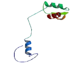 Chloride Channel Protein 1 (CLCN1)