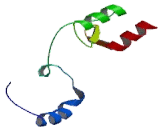 Chloride Channel Protein 2 (CLCN2)