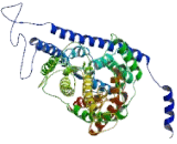 Chloride Channel Protein 5 (CLCN5)