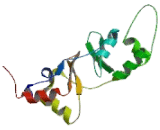 Chloride Channel Protein Kb (CLCNKB)