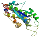 Chloride Intracellular Channel Protein 2 (CLIC2)