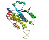 Chloride Intracellular Channel Protein 5 (CLIC5)