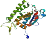 Chloride Intracellular Channel Protein 6 (CLIC6)