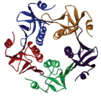 Cholera enterotoxin subunit B (CTB)