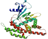 Choline Kinase Beta (CHKb)