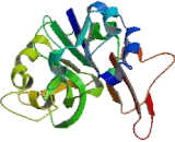 Chondroitin Polymerizing Factor (CHPF)