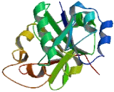 Chondroitin Polymerizing Factor 2 (CHPF2)