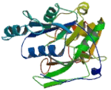 Chondroitin Sulfate-N-Acetylgalactosaminyltransferase 1 (CSGALNACT1)