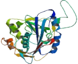 Chondroitin Sulfate-N-Acetylgalactosaminyltransferase 2 (CSGALNACT2)