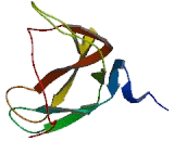 Chorionic Gonadotropin Beta Polypeptide 1 (CGb1)