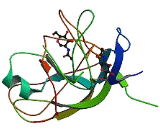 Chorionic Gonadotropin Beta Polypeptide 2 (CGb2)