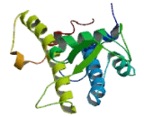 Chromatin Licensing And DNA Replication Factor 1 (CDT1)