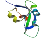 Chromodomain Helicase DNA Binding Protein 1 (CHD1)