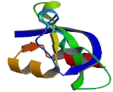 Chromodomain Helicase DNA Binding Protein 2 (CHD2)