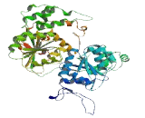 Chromodomain Helicase DNA Binding Protein 6 (CHD6)