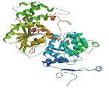 Chromodomain Helicase DNA Binding Protein 7 (CHD7)