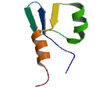 Chromodomain Helicase DNA Binding Protein 8 (CHD8)