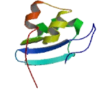 Chromodomain Helicase DNA Binding Protein 9 (CHD9)