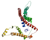 Neuroblastoma Breakpoint Family, Member 12 (NBPF12)