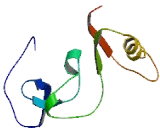 Chromosome 1 Open Reading Frame 100 (C1orf100)