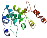 Chromosome 1 Open Reading Frame 105 (C1orf105)