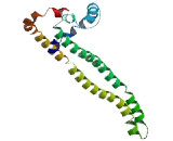 Chromosome 1 Open Reading Frame 110 (C1orf110)