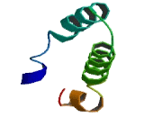 Chromosome 1 Open Reading Frame 137 (C1orf137)