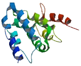 Chromosome 1 Open Reading Frame 145 (C1orf145)