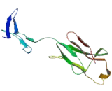 Chromosome 1 Open Reading Frame 174 (C1orf174)