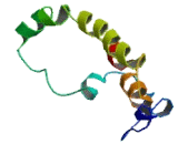 Chromosome 1 Open Reading Frame 177 (C1orf177)