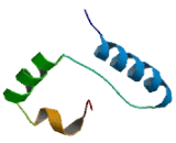 Chromosome 1 Open Reading Frame 185 (C1or<b>f185</b>)