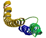 Chromosome 1 Open Reading Frame 189 (C1orf189)