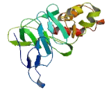 Chromosome 1 Open Reading Frame 216 (C1orf216)