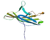 Chromosome 1 Open Reading Frame 229 (C1orf229)