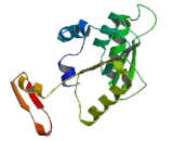 HEN1 Methyltransferase Homolog 1 (HENMT1)