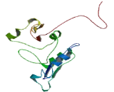 Chromosome 1 Open Reading Frame 94 (C1orf94)