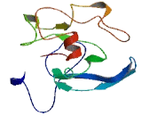 Chromosome 1 Open Reading Frame 95 (C1orf95)