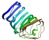 Chromosome 10 Open Reading Frame 11 (C10orf11)