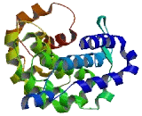 Chromosome 10 Open Reading Frame 88 (C10orf88)