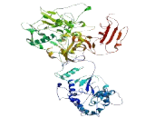 Cilia And Flagella Associated Protein 46 (CFAP46)