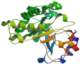 Vacuolar Protein Sorting Associated Protein 51 Homolog (VPS51)