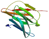 Chromosome 11 Open Reading Frame 40 (C11orf40)