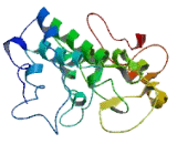 Chromosome 11 Open Reading Frame 53 (C11orf53)