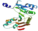 Chromosome 11 Open Reading Frame 68 (C11orf68)