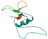 Chromosome 11 Open Reading Frame 86 (C11orf86)