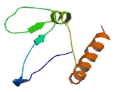 Chromosome 11 Open Reading Frame 88 (C11orf88)