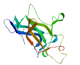 Myelin Regulatory Factor (MYRF)