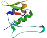 Chromosome 11 Open Reading Frame 94 (C11orf94)