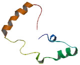 Chromosome 12 Open Reading Frame 29 (C12orf29)